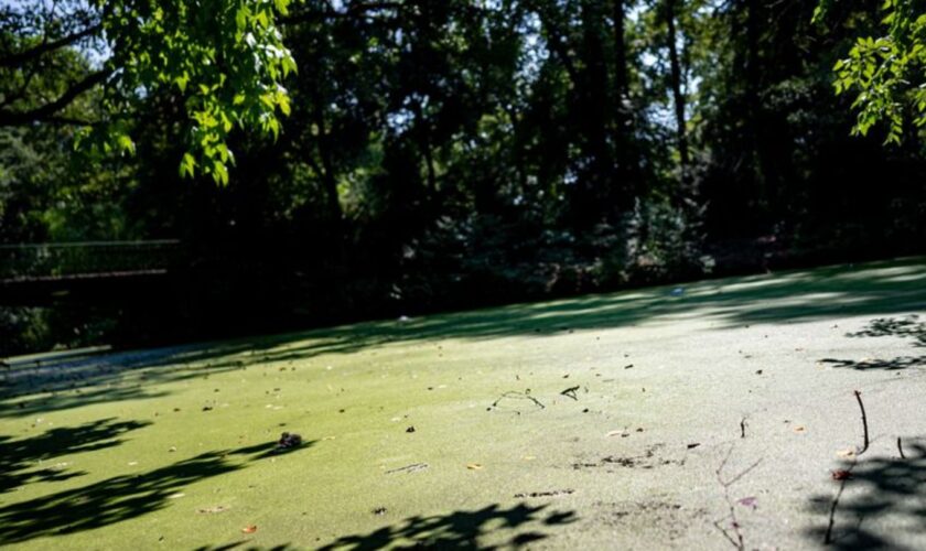 Insbesondere im Tiergarten sieht der BUND ungeeignete Gewässer für Amphibien. (Archivbild) Foto: Fabian Sommer/dpa