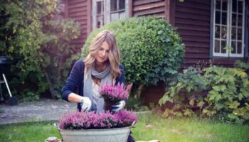 Best winter bedding plants to add a splash of colour to your garden