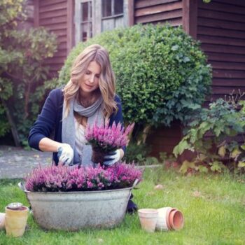 Best winter bedding plants to add a splash of colour to your garden