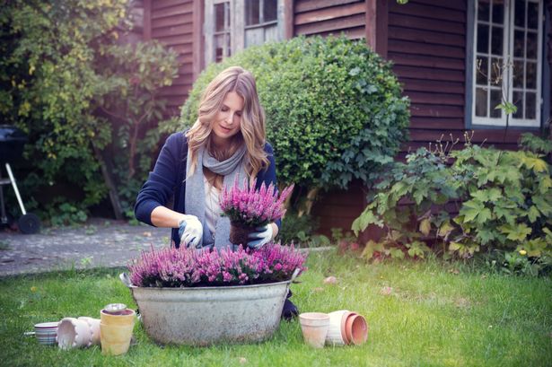 Best winter bedding plants to add a splash of colour to your garden