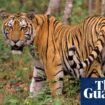 Bird flu outbreak kills dozens of tigers in Vietnam zoos