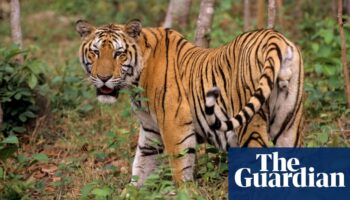 Bird flu outbreak kills dozens of tigers in Vietnam zoos