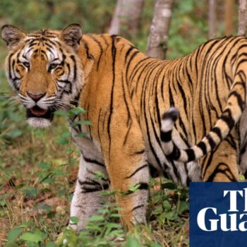 Bird flu outbreak kills dozens of tigers in Vietnam zoos