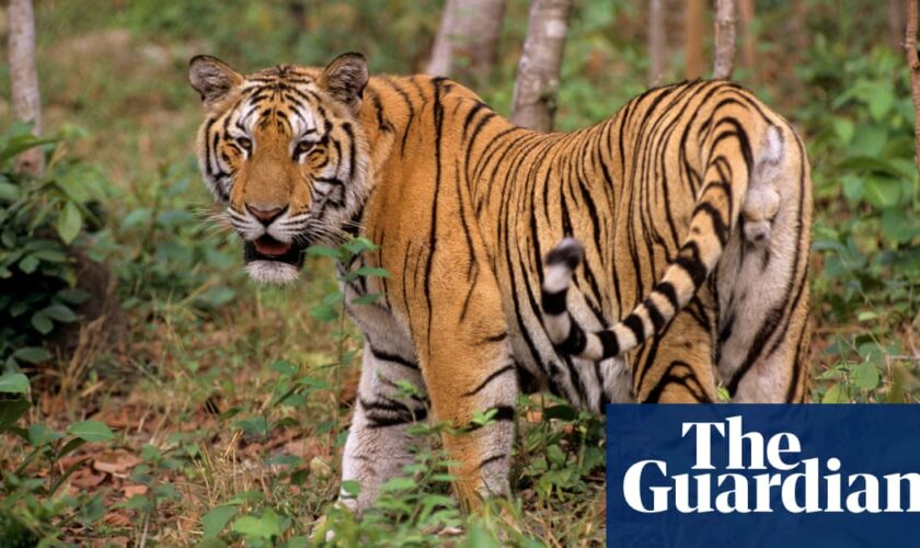 Bird flu outbreak kills dozens of tigers in Vietnam zoos