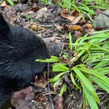 Black bear hit and killed while trying to eat pancakes by roadside in tragic photo