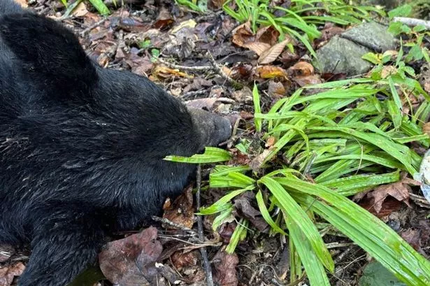 Black bear hit and killed while trying to eat pancakes by roadside in tragic photo