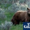 Black bear with three cubs attacks man after breaking into Colorado home