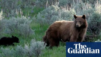 Black bear with three cubs attacks man after breaking into Colorado home