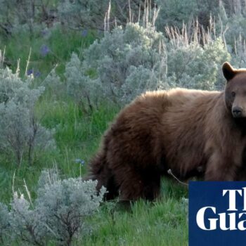 Black bear with three cubs attacks man after breaking into Colorado home