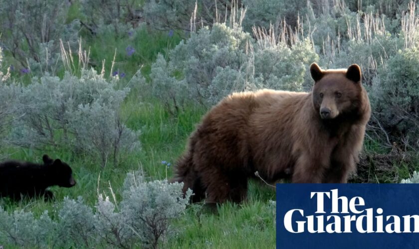 Black bear with three cubs attacks man after breaking into Colorado home