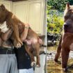 Breeder of 'world's biggest pit bull' worth £2million says kids illegally exported to UK