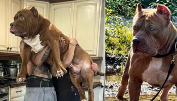 Breeder of 'world's biggest pit bull' worth £2million says kids illegally exported to UK