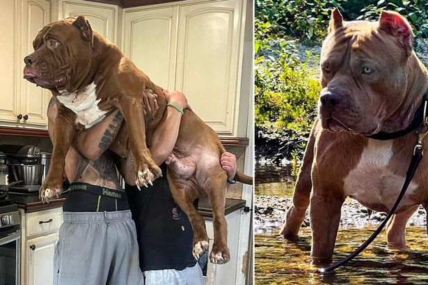 Breeder of 'world's biggest pit bull' worth £2million says kids illegally exported to UK