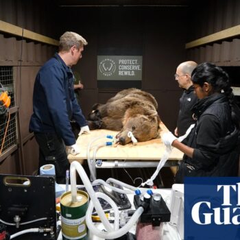 Brown bear in Kent recovering well after UK-first brain surgery