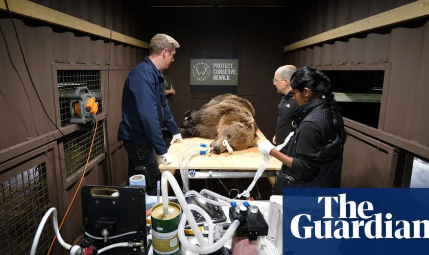 Brown bear in Kent recovering well after UK-first brain surgery