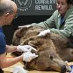 Brown bear undergoes BRAIN surgery at British wildlife park in pioneering operation