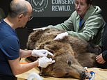 Brown bear undergoes BRAIN surgery at British wildlife park in pioneering operation