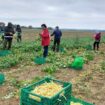 « Ça évite qu’ils soient perdus » : des lycéens du Val-d’Oise récoltent des haricots pour l’aide alimentaire