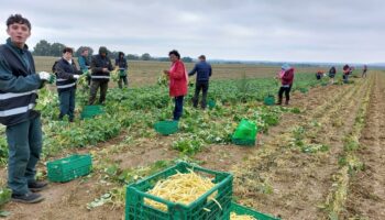 « Ça évite qu’ils soient perdus » : des lycéens du Val-d’Oise récoltent des haricots pour l’aide alimentaire