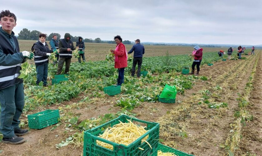 « Ça évite qu’ils soient perdus » : des lycéens du Val-d’Oise récoltent des haricots pour l’aide alimentaire