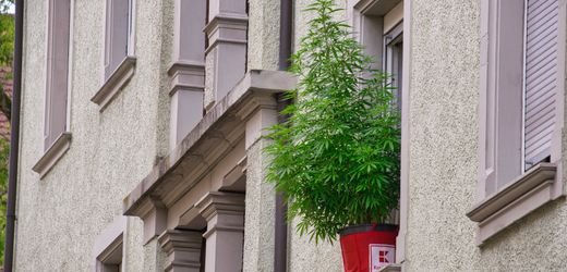 Cannabis in Deutschland: Knappe Mehrheit hält Legalisierung rückblickend für falsch