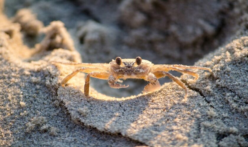 Certains animaux évoluent vers le crabe, qu'en sera-t-il des humains?