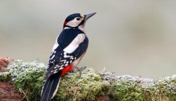 Ces oiseaux que l'on peut apercevoir dans les forêts françaises