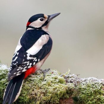 Ces oiseaux que l'on peut apercevoir dans les forêts françaises