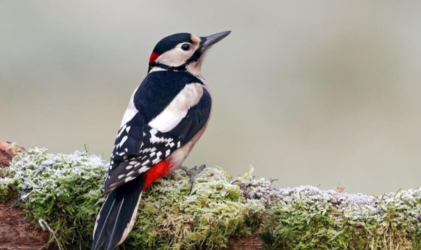 Ces oiseaux que l'on peut apercevoir dans les forêts françaises