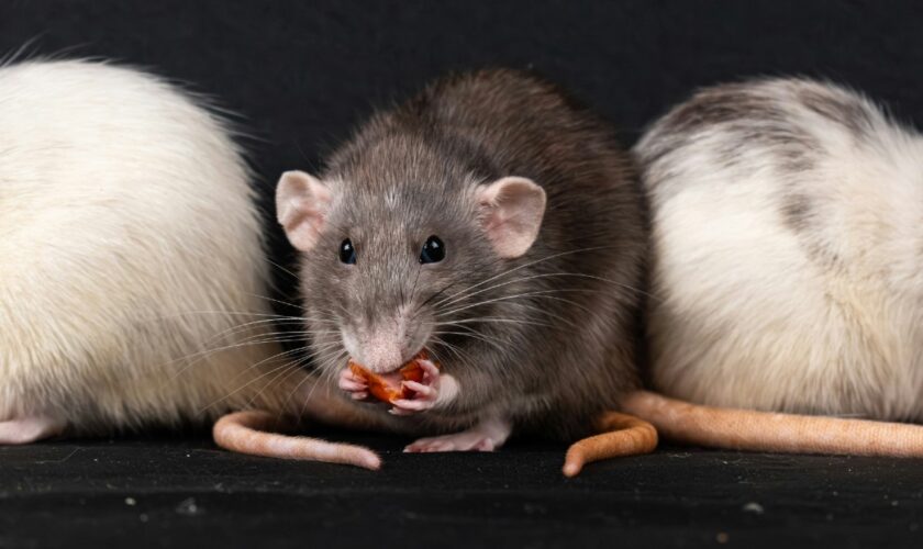 Ces «rats Jedi» sont capables de déplacer de la matière à distance