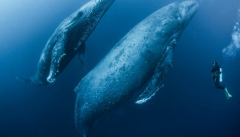 Chant des baleines, aboiements, caquètements… quand l’IA tente de décoder et traduire les langages animaux