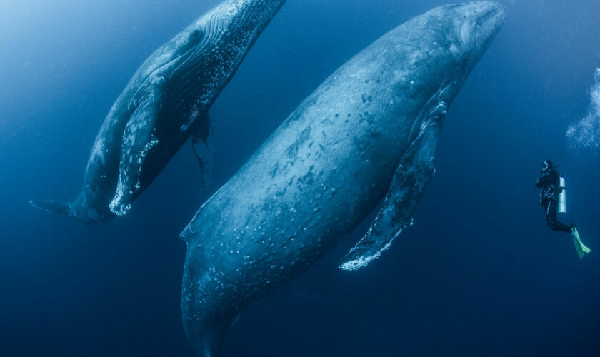 Chant des baleines, aboiements, caquètements… quand l’IA tente de décoder et traduire les langages animaux