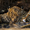 Comment le Wildlife Photographer of the Year est devenu le Nobel de la photo animalière