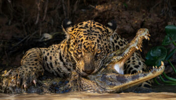 Comment le Wildlife Photographer of the Year est devenu le Nobel de la photo animalière