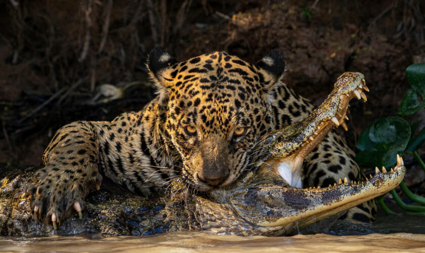 Comment le Wildlife Photographer of the Year est devenu le Nobel de la photo animalière