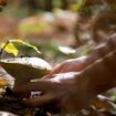 Cueillette des champignons : attention, danger !