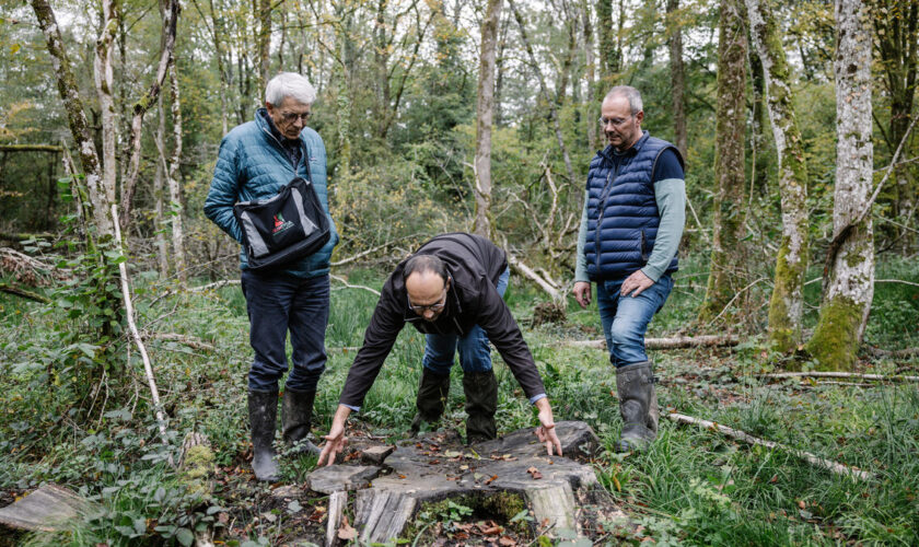 Dans la Meuse, des voleurs ont pillé et massacré leur forêt : « Un couteau dans le cœur »