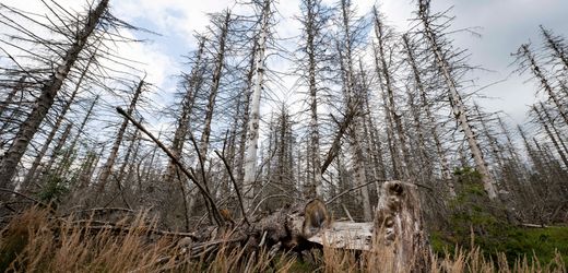 Deutscher Wald kann seine Funktion als Klimaretter nicht mehr erfüllen: Dein Feind, der Baum