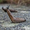 Discarded kitchen waste item 'keeps slugs out of your home as they hate it'