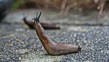 Discarded kitchen waste item 'keeps slugs out of your home as they hate it'