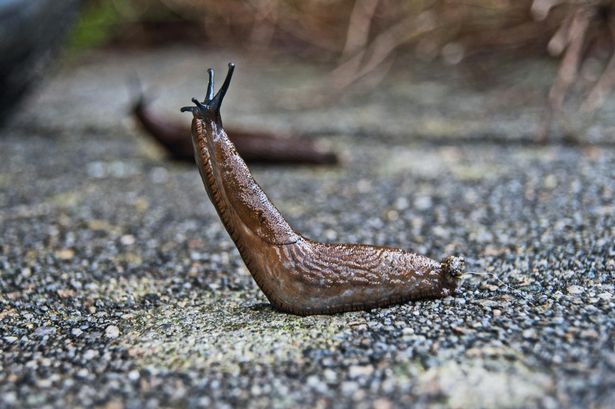 Discarded kitchen waste item 'keeps slugs out of your home as they hate it'