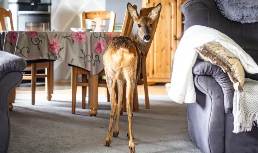 Drollige Wohngemeinschaft: "Ich bin seine Mama": Seit zwei Jahren wohnt Reh Timmi bei Landwirtin im Haus