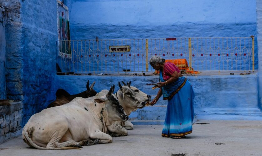 En Inde, des justiciers végétariens traquent les musulmans