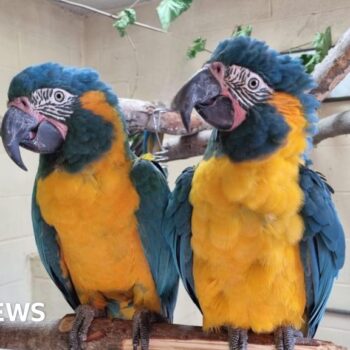 Endangered parrots Lily and Margot escape London Zoo