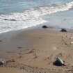 Entran al mar las últimas treinta tortugas de los nidos de Denia tras un año en el Oceanogràfic