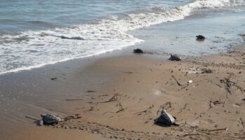 Entran al mar las últimas treinta tortugas de los nidos de Denia tras un año en el Oceanogràfic