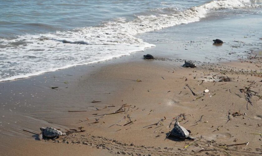 Entran al mar las últimas treinta tortugas de los nidos de Denia tras un año en el Oceanogràfic