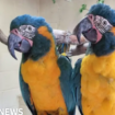 Escaped macaws found safe and returned to zoo