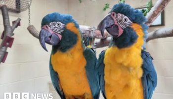 Escaped macaws found safe and returned to zoo