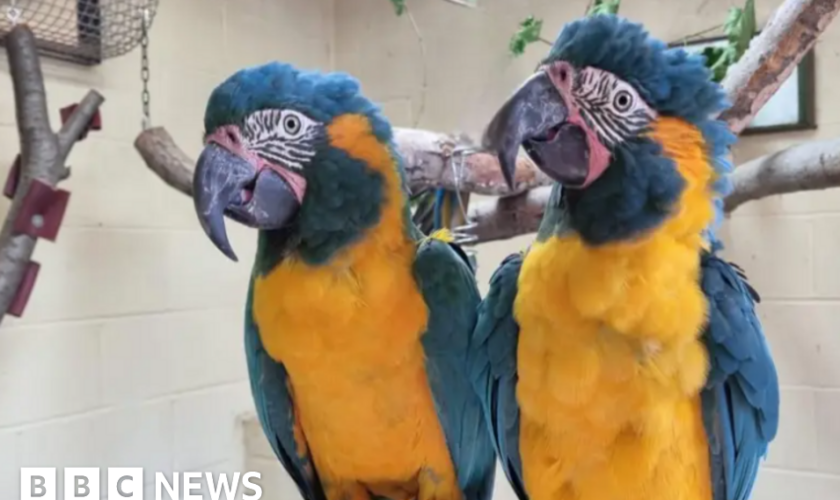 Escaped macaws found safe and returned to zoo